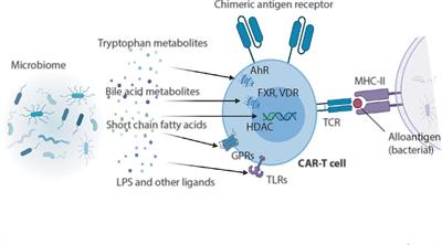 The Potential Role of the Intestinal Micromilieu and Individual Microbes in the Immunobiology of Chimeric Antigen Receptor T-Cell Therapy